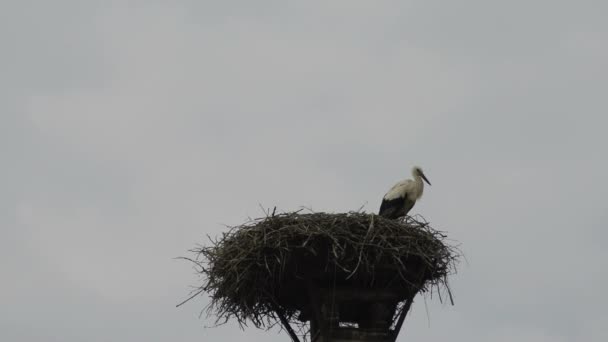 屋根の上の巣でコウノトリ — ストック動画