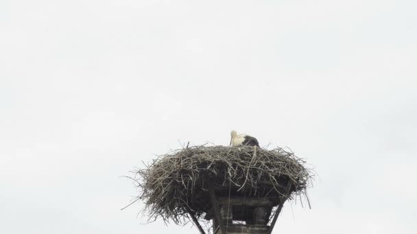 屋根の上の巣でコウノトリ — ストック動画