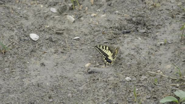 Swallowtail butterfly — Stock Video