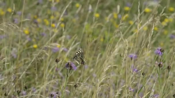 Papillon hirondelle — Video