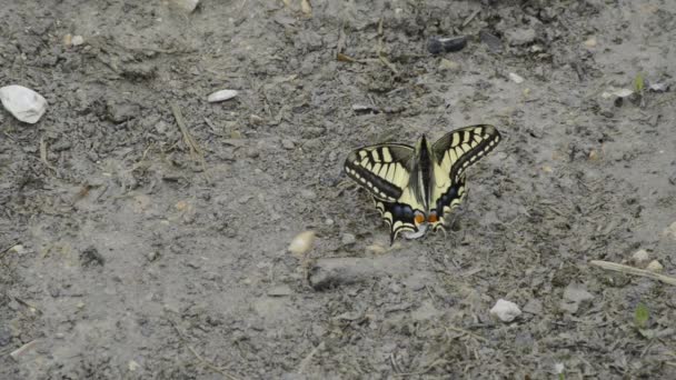 Swallowtail метелик — стокове відео