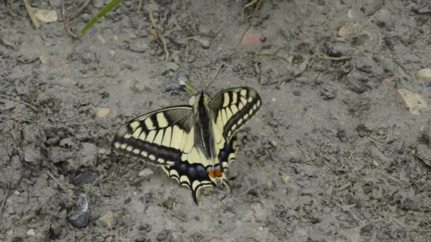 Swallowtail метелик — стокове відео