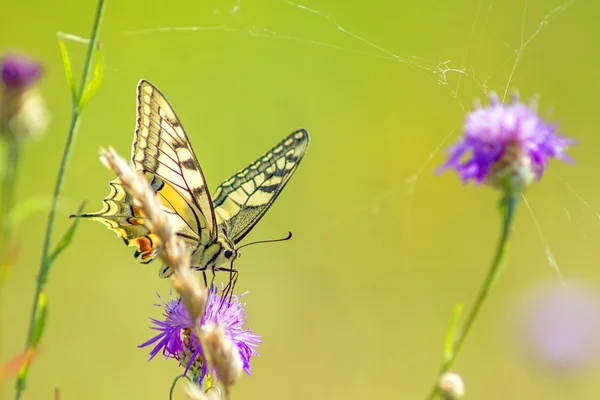 Mariposa cola de golondrina, Papilio machaon — Foto de Stock