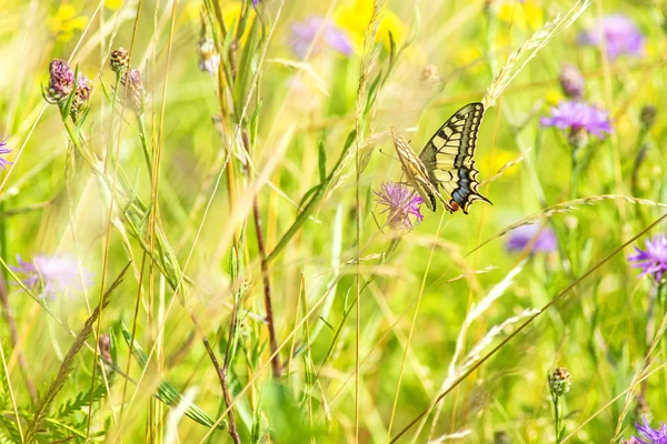 燕尾蝴蝶，凤蝶 machaon — 图库照片