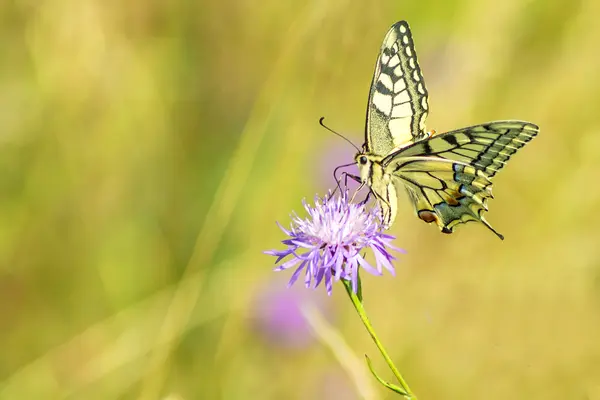 燕尾蝴蝶，凤蝶 machaon — 图库照片