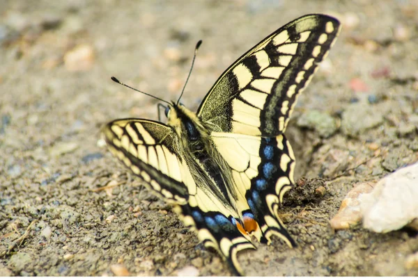 Swallowtail butterfly, Papilio machaon — Stock Photo, Image