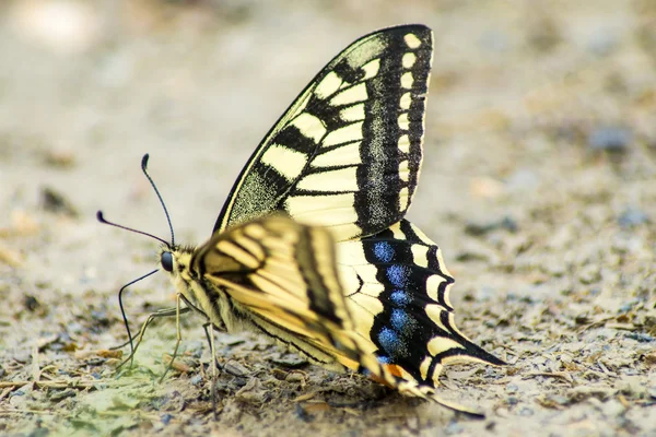 燕尾蝴蝶，凤蝶 machaon — 图库照片