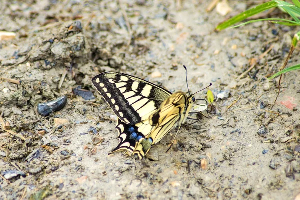 Papilio machaon, Papilionidae vlinderslag — Stok fotoğraf