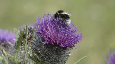 thistle tarihinde arı