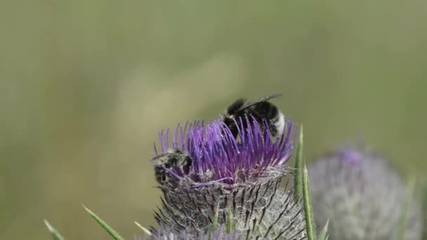 Thistle tarihinde arı — Stok video