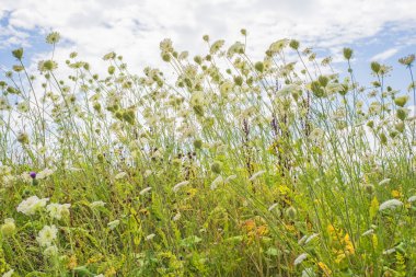 yabani havuç çayır