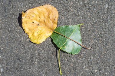 yaşlı ve genç bir kavak yaprağı