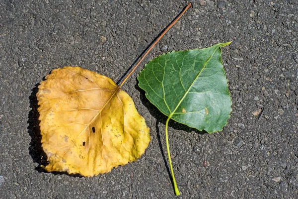 Παλιά και μικρά φύλλα μιας λεύκας — Φωτογραφία Αρχείου