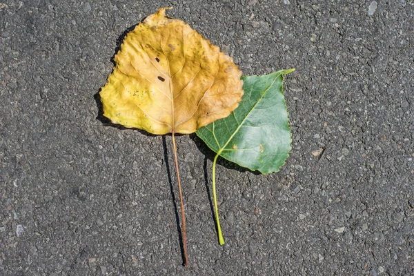 Altes und junges Blatt einer Pappel — Stockfoto