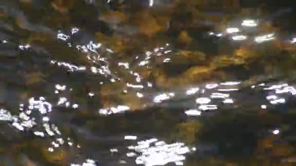 Pequeño arroyo de la Selva Negra en Alemania — Vídeo de stock
