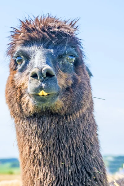 Alpaca, Vicugna pacos — Stock Photo, Image