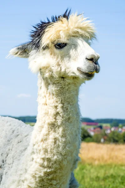 Alpaca, pacos de vicugna — Fotografia de Stock