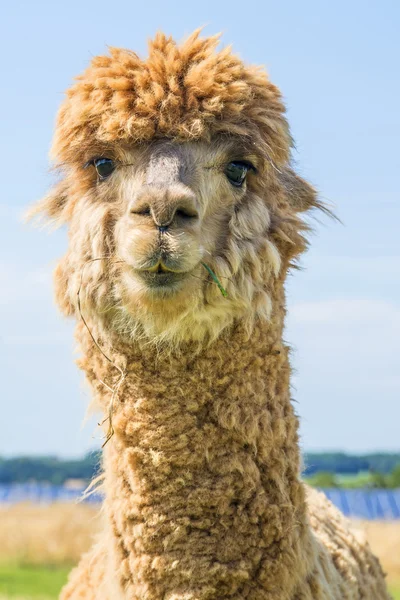 Alpaca Vicugna pacos — Foto de Stock