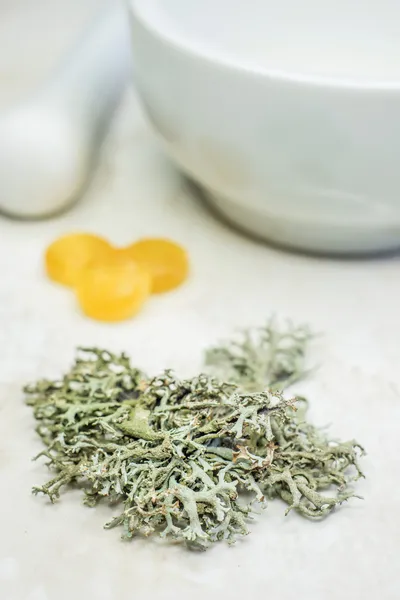 Iceland moss, cough remedy — Stock Photo, Image