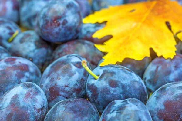 Plums — Stock Photo, Image