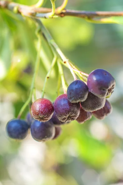 Siyah şok berry — Stok fotoğraf