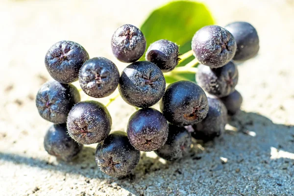 Svart choke berry — Stockfoto