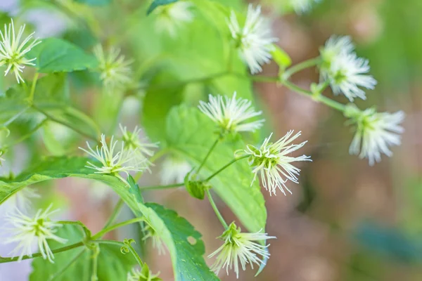 Humle blossom — Stockfoto