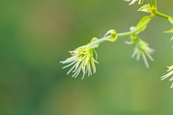 Flor de lúpulo — Foto de Stock