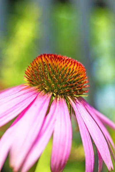 Sonnenhut, Echinacea purpurea — Stockfoto