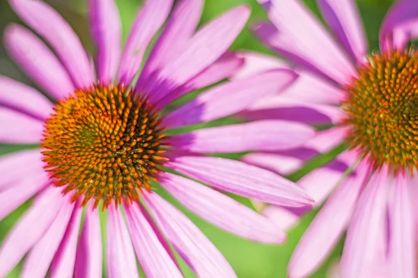 Coneflower, Echinacea purpurea — Fotografia de Stock