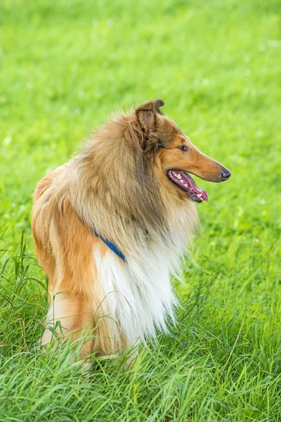 Collie. — Foto Stock