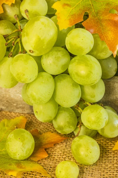 Grapes — Stock Photo, Image