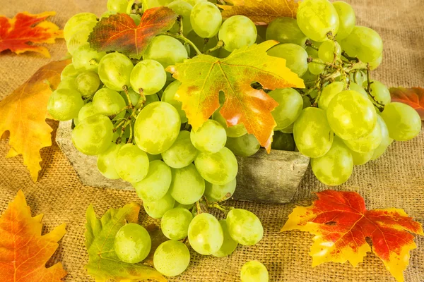 Grapes — Stock Photo, Image