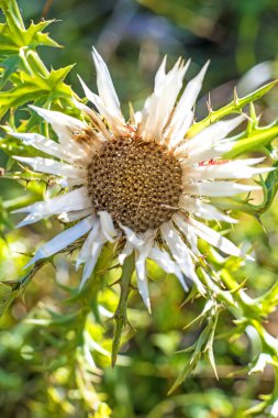Carline thistle