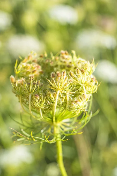 Flor de zanahoria silvestre —  Fotos de Stock