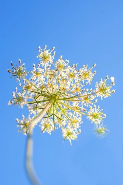 Vild morot bloom — Stockfoto