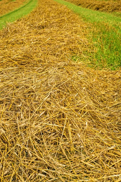 Hay harvest — Stock Photo, Image