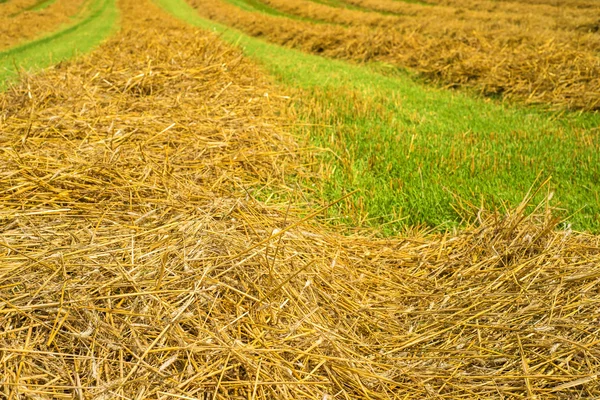 Hay harvest — Stock Photo, Image