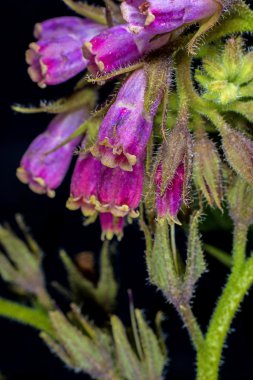 Comfrey.