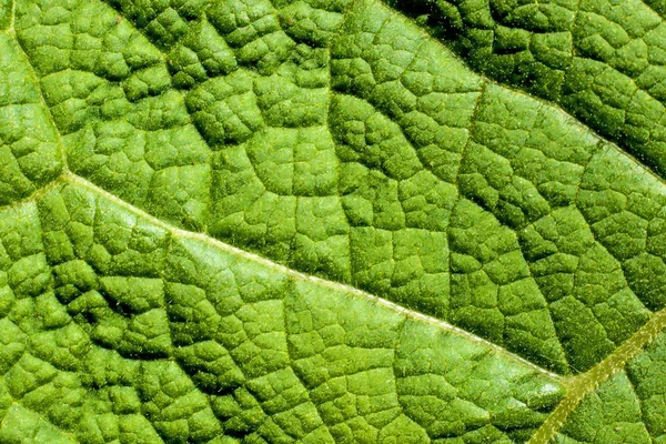 ゴボウの葉のクローズ アップ — ストック写真