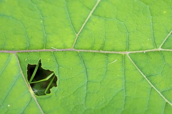 Close-up van een blad klit — Stockfoto