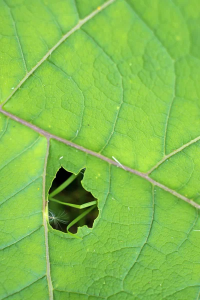 Närbild av ett kardborre löv — Stockfoto