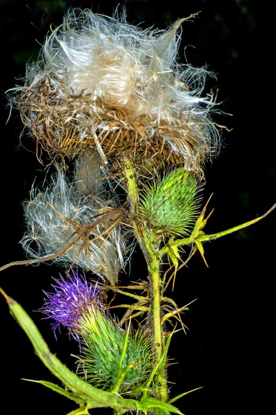 Cardo lanoso, Cirsium eriophorum — Fotografia de Stock