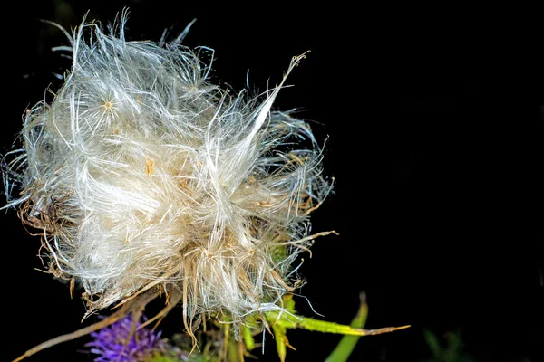 Yünlü thistle, cirsium eriophorum — Stok fotoğraf