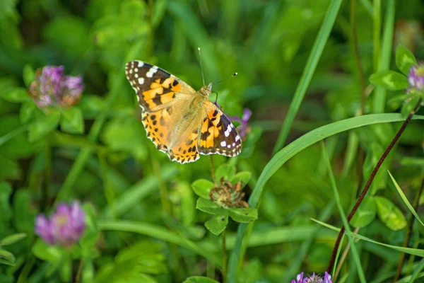 Painted lady, cynthia Osetnik — Zdjęcie stockowe