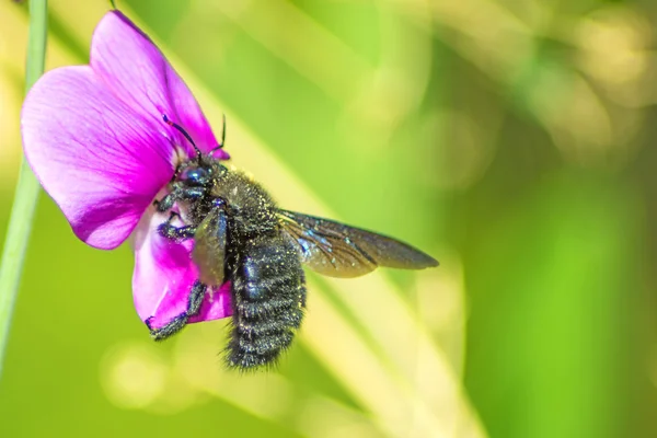Pszczoła Carpenter, violocea xylocopa, na wyka — Zdjęcie stockowe