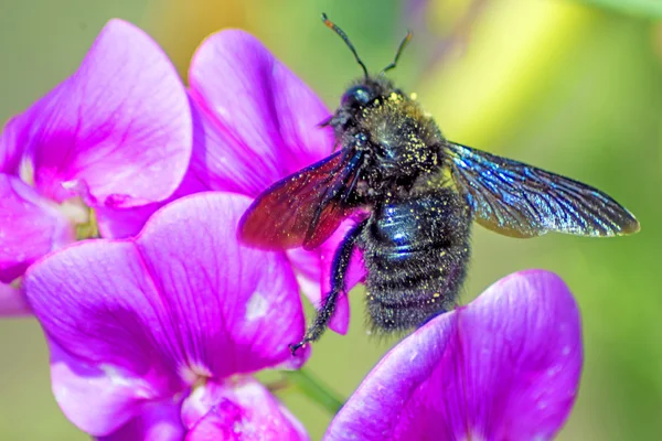 Pszczoła Carpenter, violocea xylocopa, na wyka — Zdjęcie stockowe