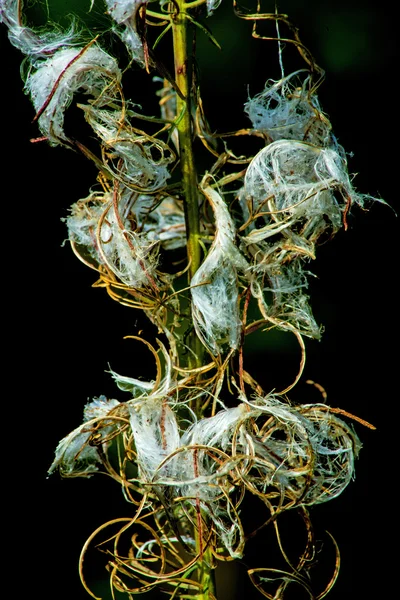 Rosebay 버드 나무-허브, 바늘꽃속 angiustifolium — 스톡 사진