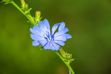 hindiba şifalı bitki