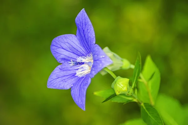 Platycodon grandiflorus, chinese bellflower, geneeskunde plant — Stockfoto